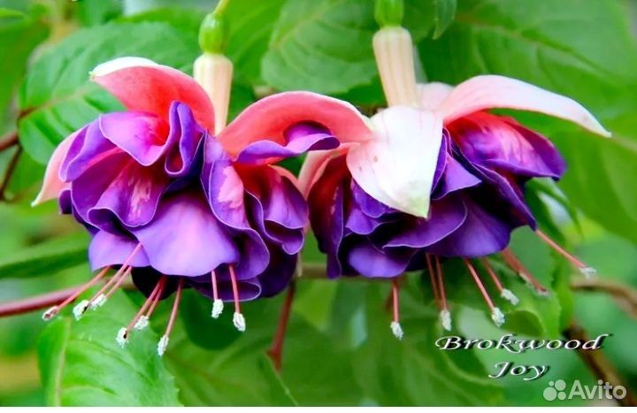 Фуксия набор черенков 5 сортов