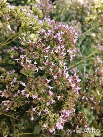 Душистые травы