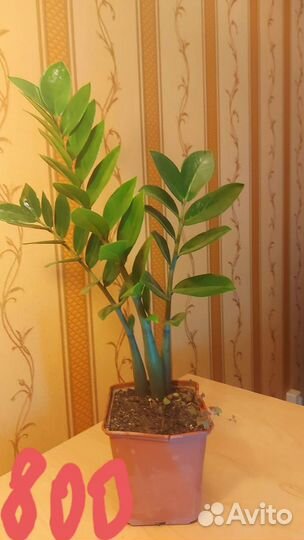 Красивые комнатные цветы