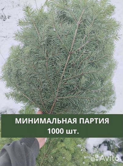 Веник из пихты