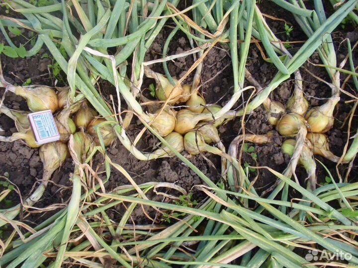 Семенной лук шалот