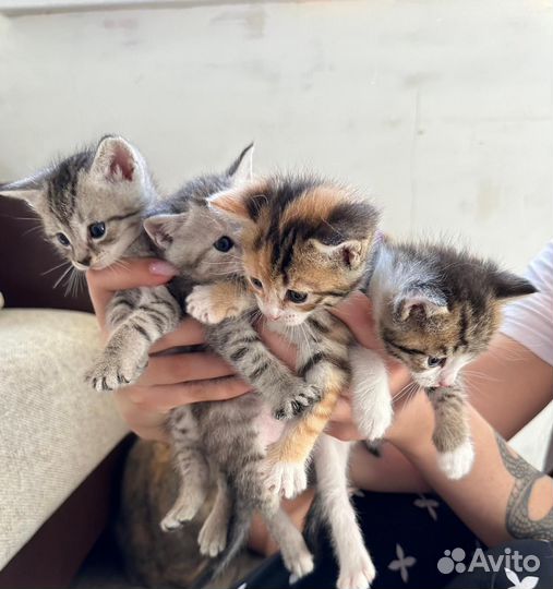 Котята в добрые руки