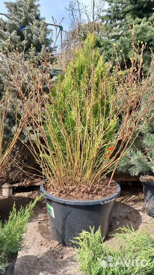 Голубика садовая