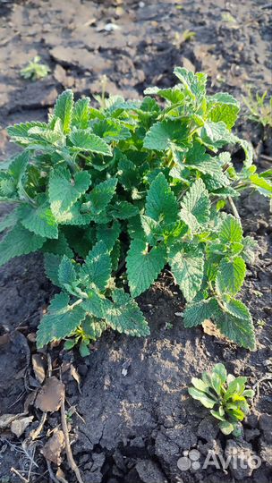 Мята, мелисса, душица, зверобой