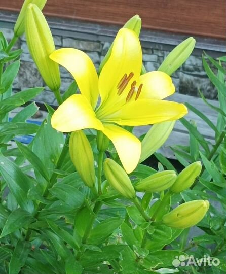 Лилии луковицы