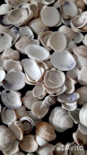 Морские ракушки