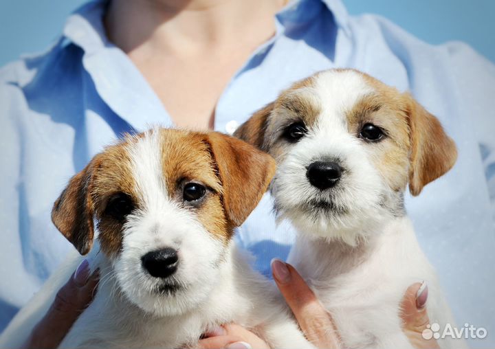 Щенки джек рассел терьер жесткошерстных