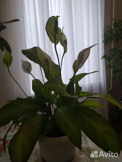 Спатифиллум