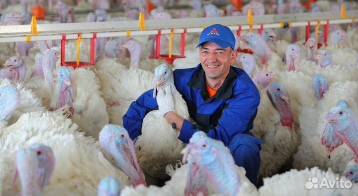 Производство индейки Ростовская область/жиловщик