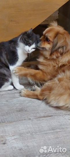 Кошка сама по себе