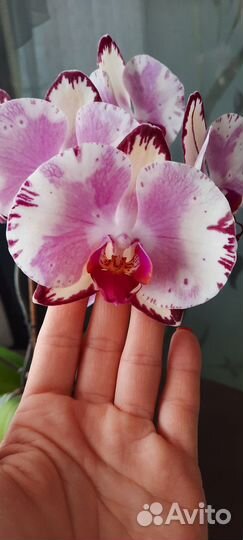 Орхидея фаленопсис