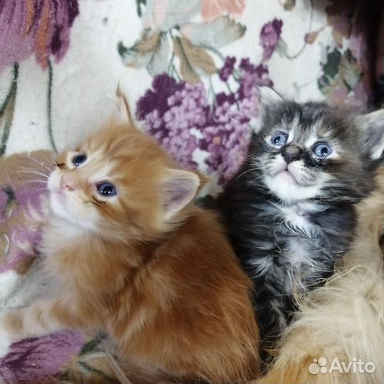 Котята мейн-кун