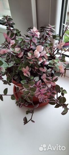 Срез Каллизия 