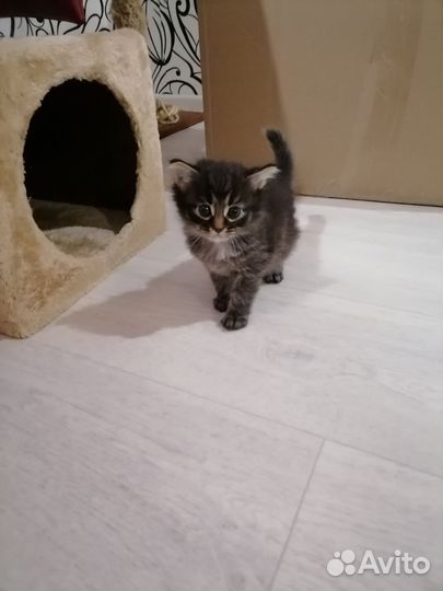 Кошка в дар бесплатно