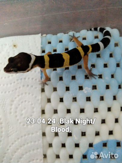 MS Black Night 50%