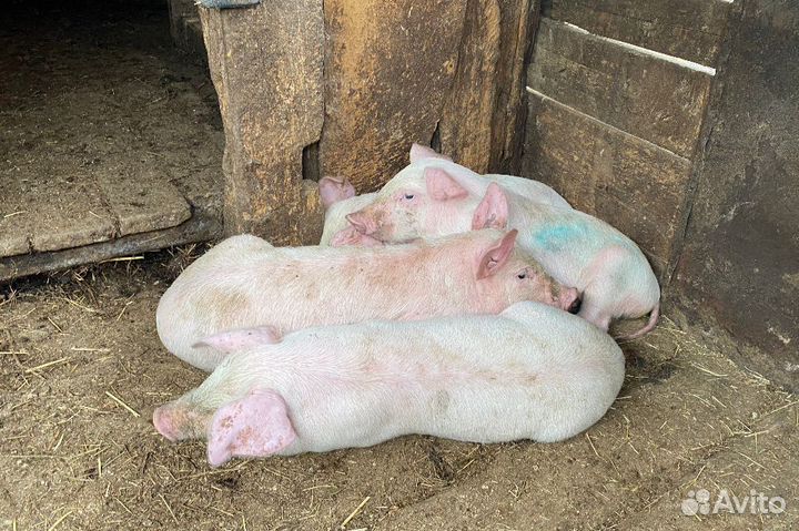 Поросята ландрас