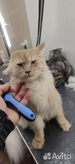 Коты бесплатно