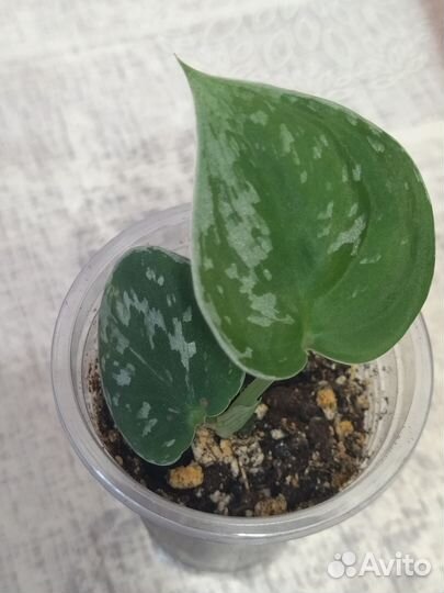 Сингониумы 4 сорта, сциндапсус