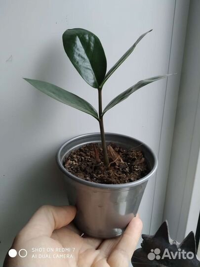 Замиокулькас