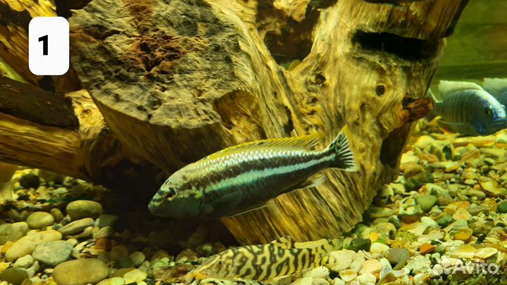 Аквариумные рыбки, цихлиды,малави