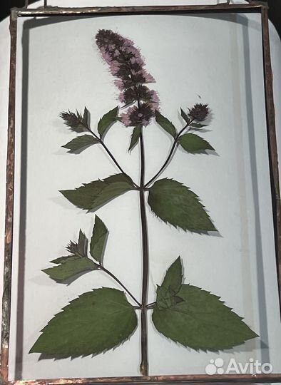 Гербарий в стекле. Подарок к дню учителя