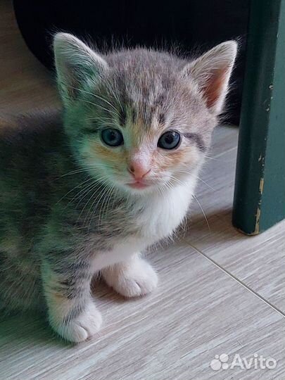 Котята в добрые руки бесплатно