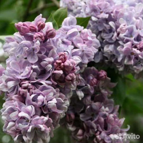 Саженцы сортовой сирени