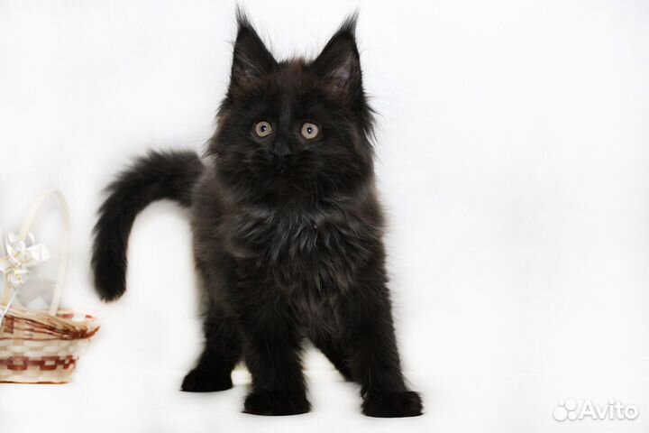 Черные котята крупные в дар
