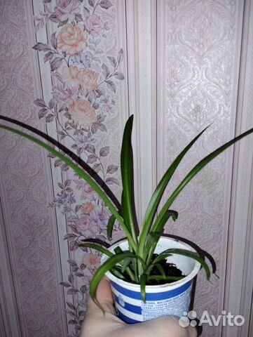 Цветок комнатный