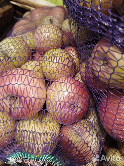 Яблоки сорт. Фуджи