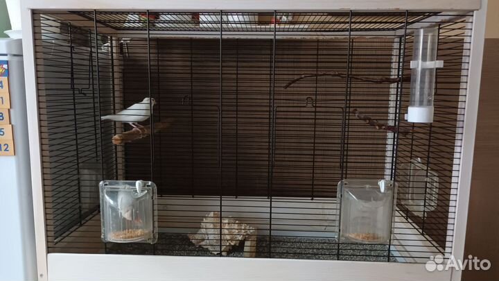 Рисовые амадины с клеткой