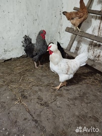 Петухи молодые