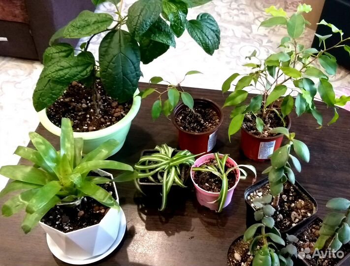 Комнатные растения цветы