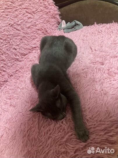 Отдам кота в хорошие руки