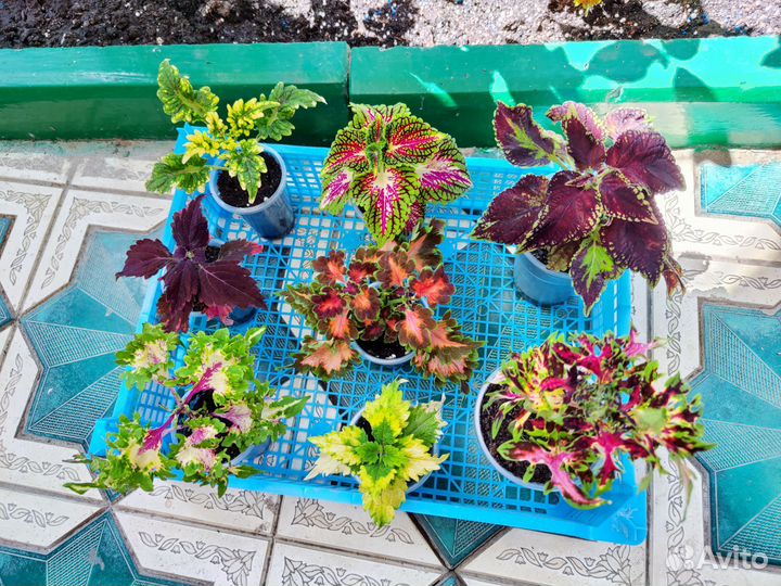 Колеусы набор