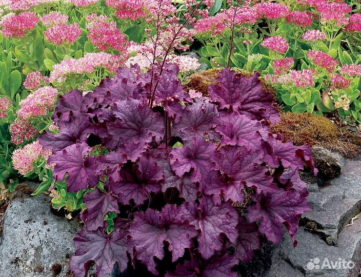 Гейхера Пурпурный Замок