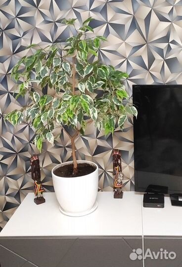 Фикус бенджамина пестролистный