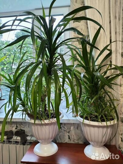 Пальма панданус