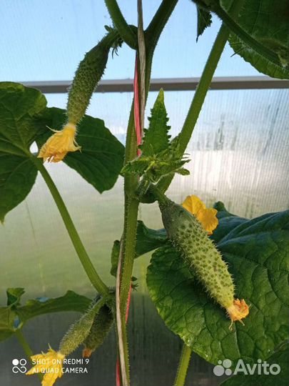 Огурцы свежие домашние только с грядки 8л