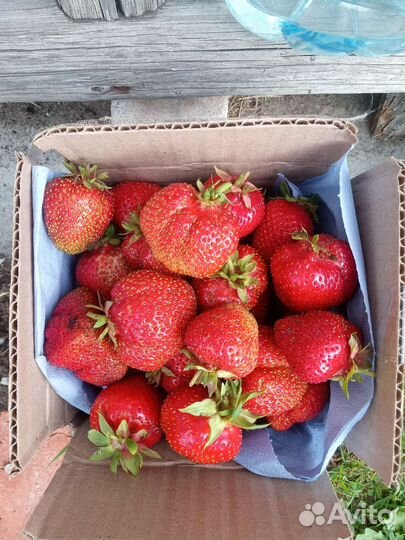 Рассада сортовой клубники