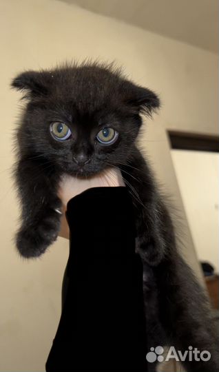 Котенок девочка бесплатно