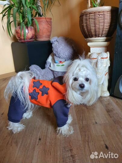 Одежда для собак в наличии и под заказ