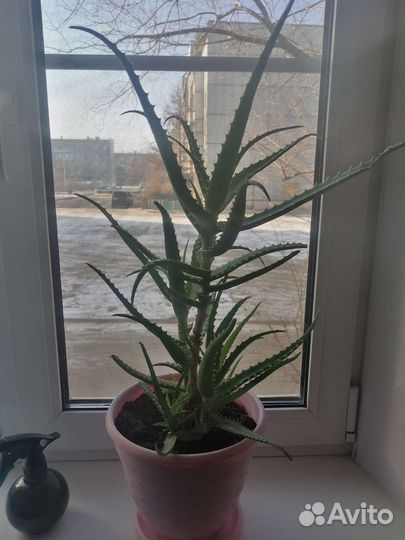 Алоэ лечебный