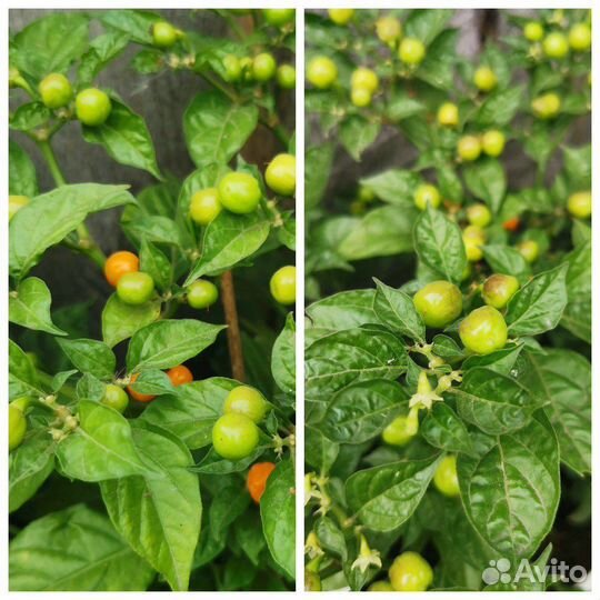 Семена перцев