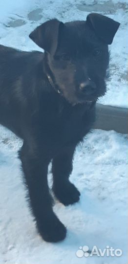 Умная и добрая собачка Ника