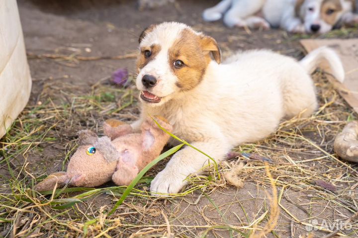 Щенки в беде в добрые руки