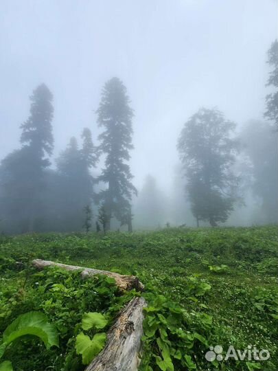 Экскурсии по абхазии
