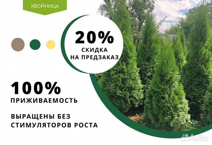 Туи Вип качества Смарагл,Брабант,Колумна