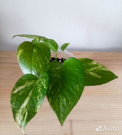 Комнатные растения цветы