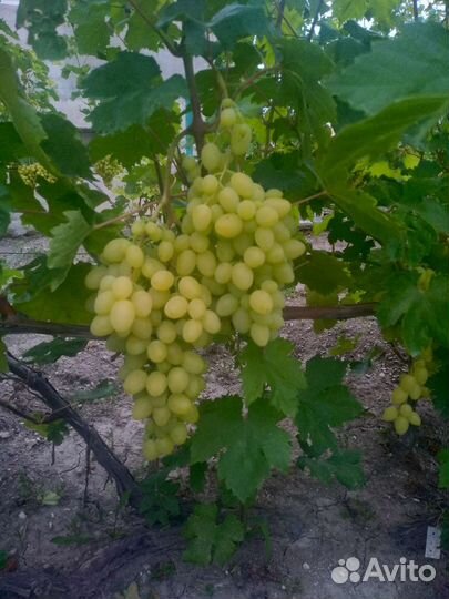 Черенки винограда